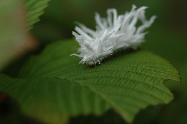 こういう種類の毛虫なのか はたまたカビが生えているだけなのか 昆虫ブログ むし探検広場