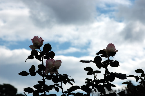 d0044314_057229.jpg