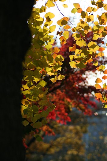 autumn leavesⅡ....._c0079747_14581694.jpg