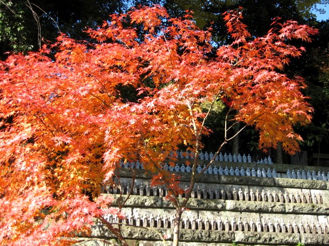 【鎌倉・長谷寺の紅葉】_b0009849_16571681.jpg