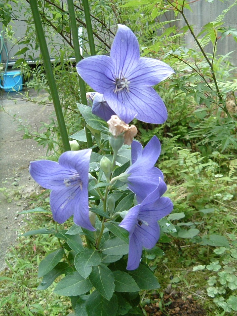 c0097754_016114.jpg