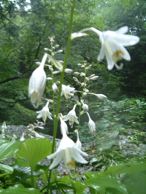 c0097754_0171537.jpg