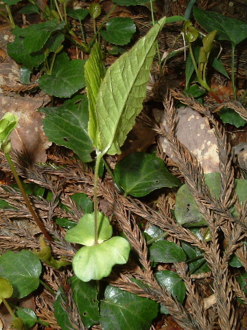 c0097754_0343549.jpg