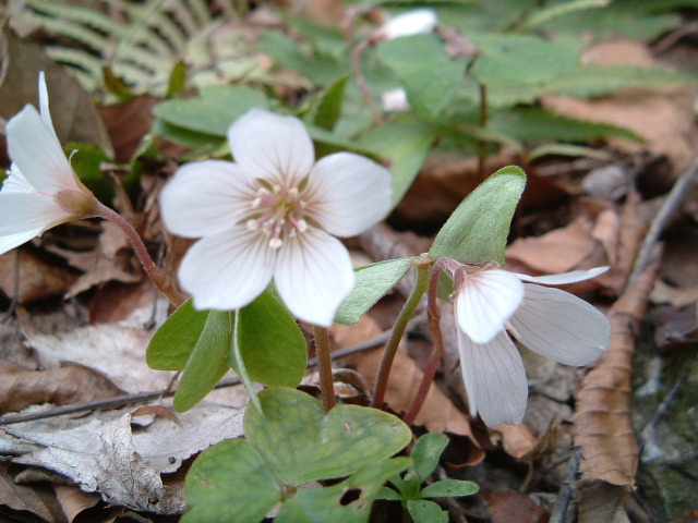 c0097754_0431896.jpg