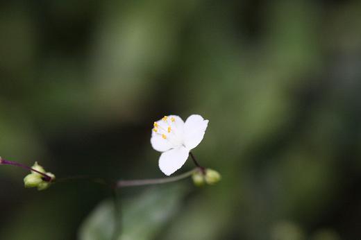 ツユクサ科 Commelinaceae えるだまの植物図鑑