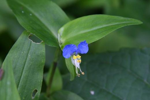 ツユクサ科 Commelinaceae えるだまの植物図鑑