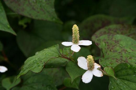 ドクダミ科 Saururaceae えるだまの植物図鑑