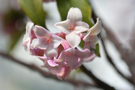 ジンチョウゲ科 Thymelaeaceae えるだまの植物図鑑