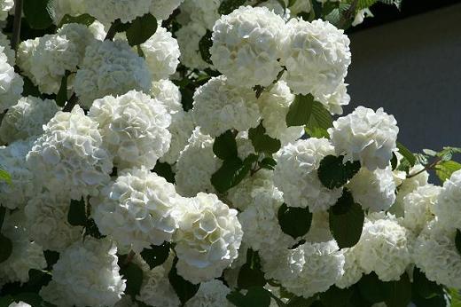 スイカズラ科 Caprifoliaceae えるだまの植物図鑑