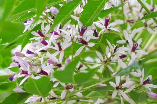 センダン科 Meliaceae えるだまの植物図鑑