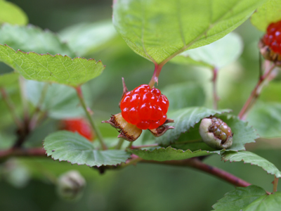 キイチゴ 木苺 花ごよみ 山野草に魅せられて