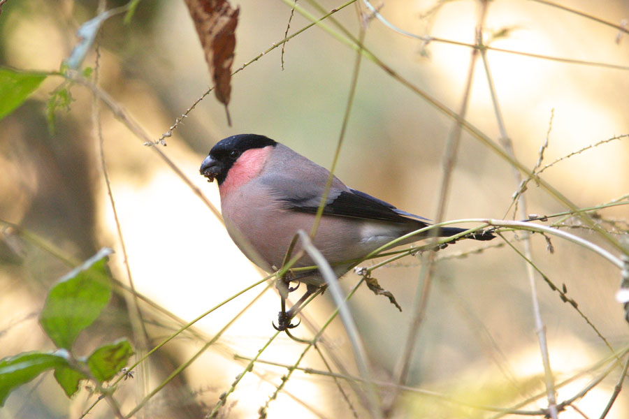 紅葉と鳥撮り_d0042959_21184062.jpg