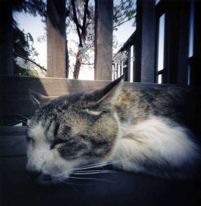 江ノ島の猫　ピンホールカメラで猫写真を撮る　Pinhole Photography_f0117059_12465743.jpg