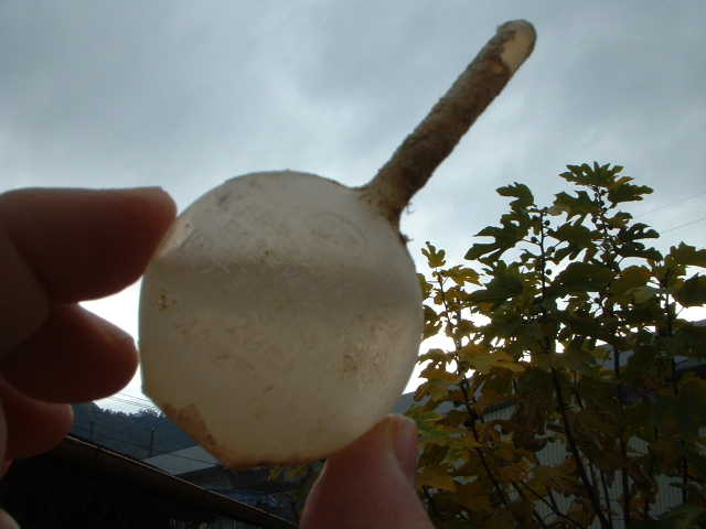 e0060485_21244993.jpg