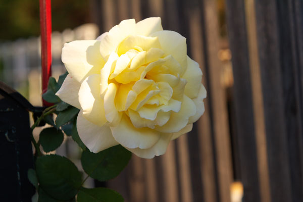 b0083591_21575164.jpg