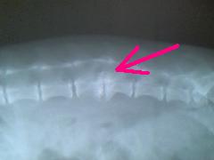 e0083991_0373241.jpg