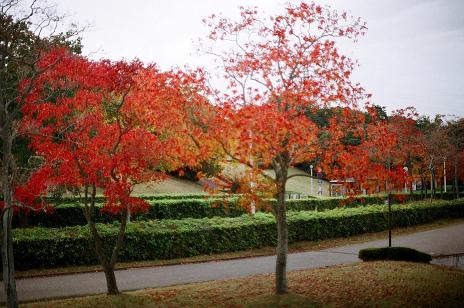 　　　　紅葉も最後ですね。_d0090001_2117886.jpg