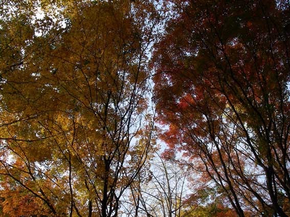 12/5 ホテル紅葉?_a0062810_19135686.jpg