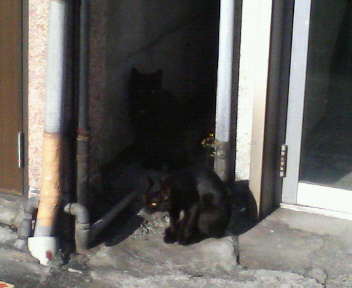 黒猫が二匹_c0052615_92739.jpg