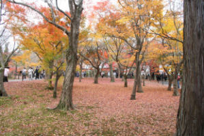 紅葉の風景（京都　東福寺）（その２）_c0034228_2128224.jpg