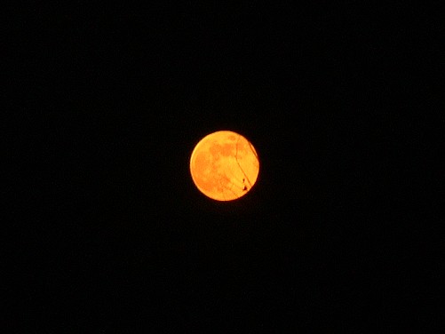 A ruby red grapefruit Moon_a0046233_2118975.jpg