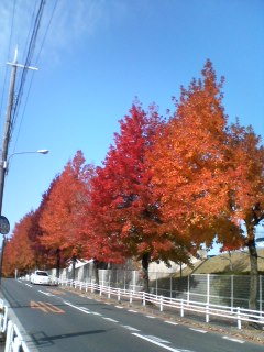 タイワンフウの1年(完）_e0057640_2043887.jpg