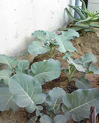 e0106146_2385243.jpg