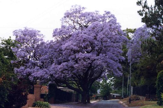 ノウゼンカズラ科 Bignoniaceae えるだまの植物図鑑 ノウゼンカズラ科 Bignoniaceae えるだまの植物図鑑