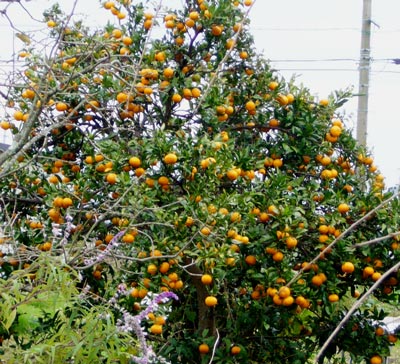 本日の花 みかん 押花サロン希琳トピックスonline 本日の花 みかん 押花サロン希琳トピックスonline