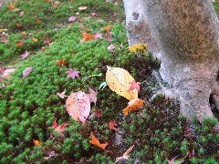 c0055363_23164865.jpg