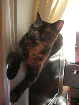 b0039168_18111841.gif