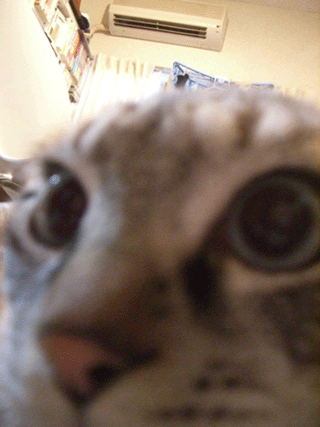 b0039168_18115357.gif