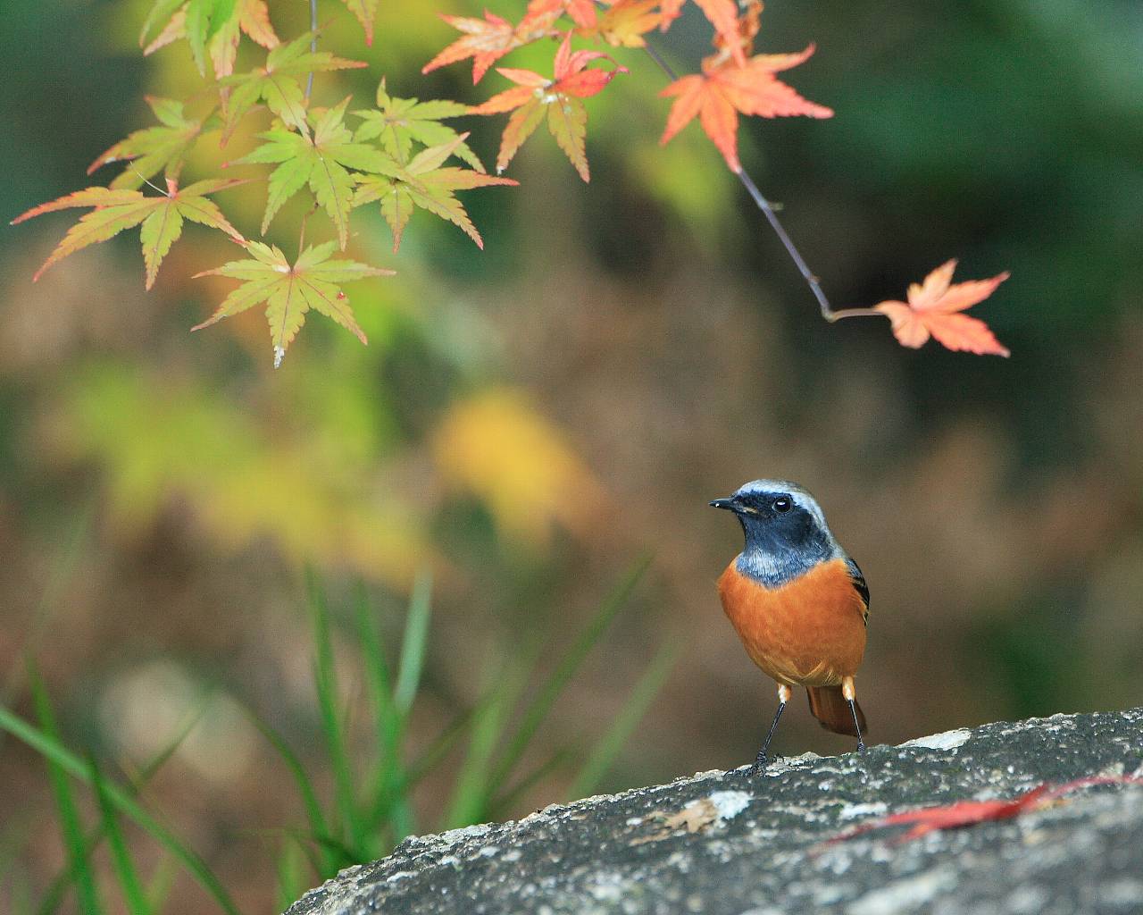 紅葉とジョウビタキ（季節感溢れる野鳥の壁紙）_f0105570_22424275.jpg