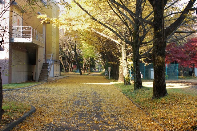 天文台は紅葉シーズンの終わり_b0102780_1341669.jpg