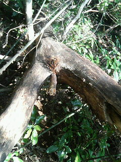 e0102806_15304758.jpg