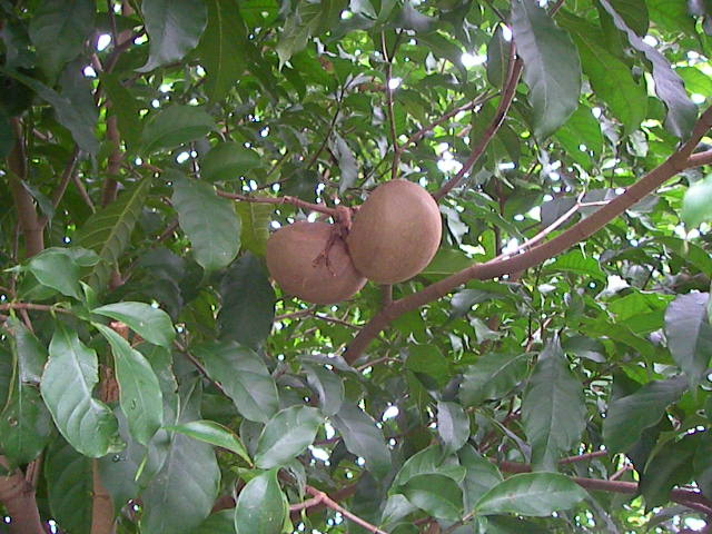 f0038407_1148461.jpg