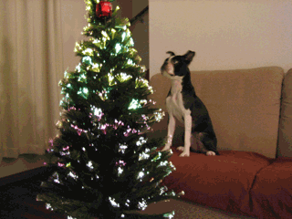 e0080117_20461511.gif