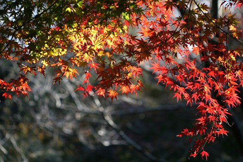 昭和記念公園の秋１２　もみじ_a0040021_155466.jpg