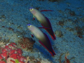 06.12.6 タイミング良く夏のポイントへGO!_b0100730_20285061.jpg