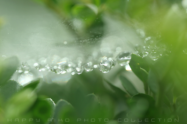 煌く雫…。_b0049843_2243963.jpg