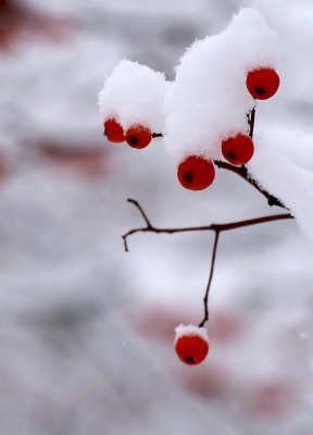 雪の日_f0111943_201232100.jpg