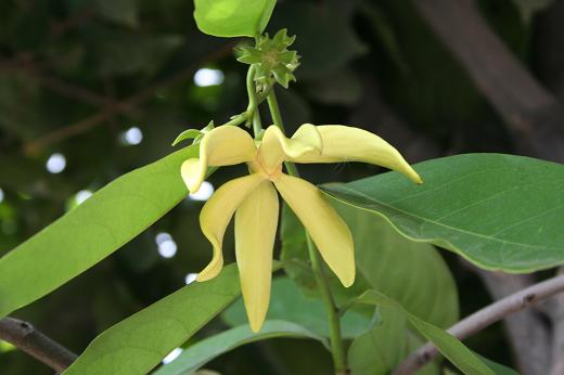 バンレイシ科 Annonaceae えるだまの植物図鑑