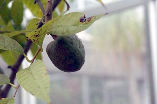 バンレイシ科 Annonaceae えるだまの植物図鑑 バンレイシ科 Annonaceae えるだまの植物図鑑