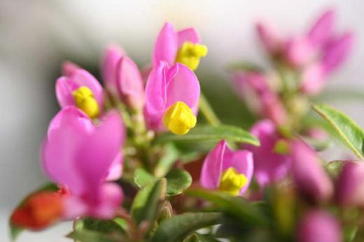 ヒメハギ科 Polygalaceae えるだまの植物図鑑