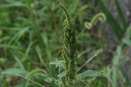 ヒユ科（Amaranthaceae）_d0096455_14351886.jpg