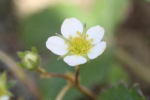 バラ科 Rosaceae えるだまの植物図鑑