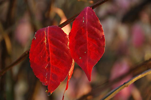 黄葉と紅葉_a0044076_21222641.jpg