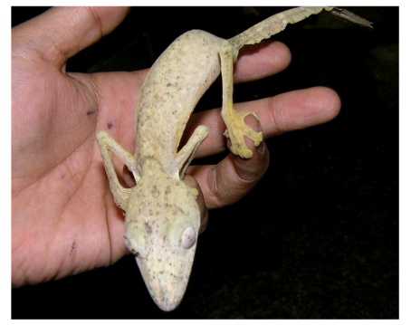 From Madagascar Malagasy Lizards 名東ペポニスタッフブログ From Madagascar Malagasy Lizards 名東ペポニスタッフブログ