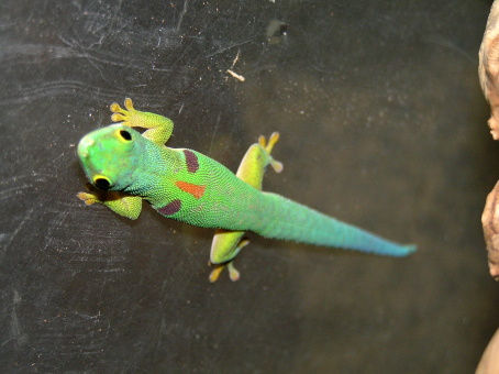 From Madagascar②　Malagasy Lizards!!_e0099576_19191612.jpg