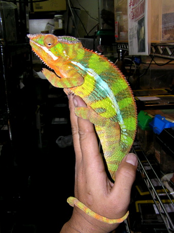 From Madagascar②　Malagasy Lizards!!_e0099576_19204399.jpg